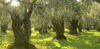 Annus horribilis per l’olio pugliese: -50 % ma qualità ottima