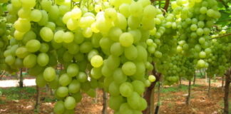 Uva da tavola, ottima campagna per qualità e quantità