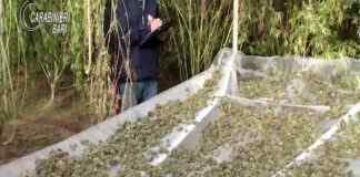 Piantagione con oltre 7mila piante di marijuana: sequestro ed un arresto