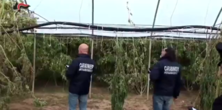 Piantagione di marijuana sequestrata nel 2017: arrestati altri due complici