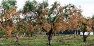 Nasce in Puglia “Save the olives”, l’associazione anti-Xylella
