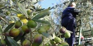 Criminalità nelle campagne della Bat, Coldiretti Puglia: «Fermare stagionalità dei furti»