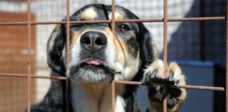 Randagismo, approvata la nuova proposta di legge in Regione