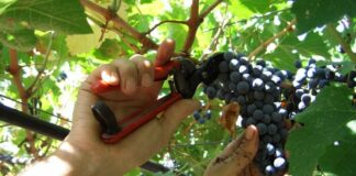 Torna Cantine Aperte in Vendemmia domenica 7 ottobre