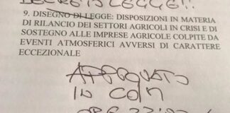 Xylella e gelate, il Consiglio dei Ministri vara il decreto legge