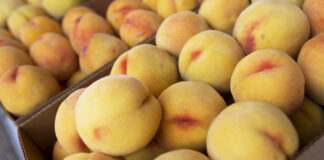 “La percoca di Loconia, tutela e valorizzazione”, forum il 5 luglio a Canosa