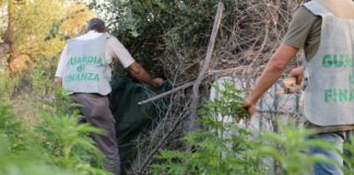Scoperta una piantagione di canapa indiana tra Barletta e Canosa: quattro arresti