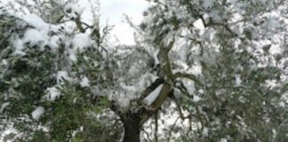 Gelate 2018, contributi a frantoi della Bat: c’è anche Canosa di Puglia