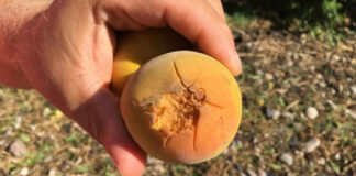 Grandinata 10 luglio: disponibili i moduli per segnalazione danni