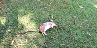 Topo morto nel parco giochi per bambini della Villa Comunale