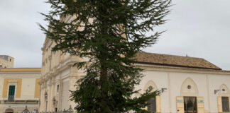 Un albero di Natale in Piazza Vittorio Veneto