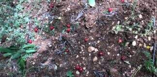 Maltempo: trombe d’aria azzerano produzione di ciliegie in tutta la Puglia