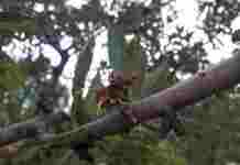 Gelate 2021, il Governo accoglie lo stato di calamità: aiuti per gli agricoltori di Canosa e Trinitapoli