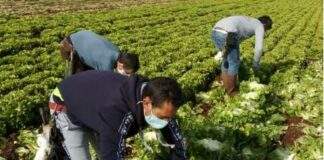 Bat, i sindacati chiedono la ripresa della Rete del Lavoro Agricolo di Qualità