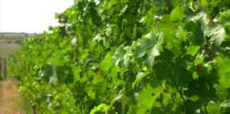 Inizia la Vendemmia 2020 in Puglia: in leggero calo la produzione, ottima la qualità
