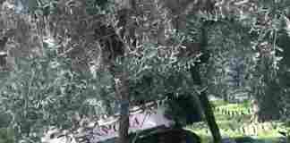 Xylella a Canosa, domani saranno distrutte le piante infette