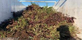 Xylella a Canosa, al via la distruzione delle piante infette