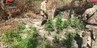 Scoperta piantagione di cannabis a Canosa, due soggetti arrestati