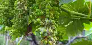 Peronospora, Insieme per l’Agricoltura Canosa: «Situazione grave, chiesto aiuto al Ministero»