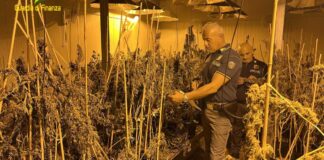 Sequestrata piantagione di cannabis formalmente “light”, denunciata una persona