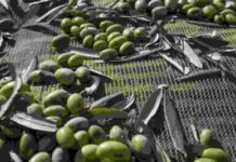 Al via tra pochi giorni “Frantoi Aperti”, ecco il fitto programma della 24^ edizione