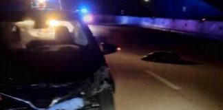 Incidente auto-cinghiale sulla SP2 nel tratto Andria-Canosa