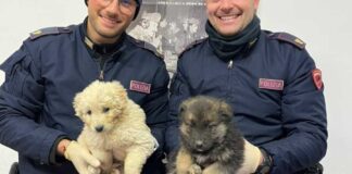 Cuccioli abbandonati sulla strada provinciale 2 salvati dalla Polizia