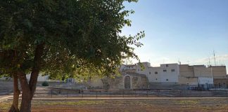 Il Gelso, albero di memoria e viaggio: il 5 giugno presso il Battistero San Giovanni
