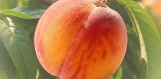 Tutto pronto per la Sagra della Percoca nella Borgata di Loconia