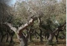 Al via il monitoraggio 2026 per la prevenzione e il controllo della Xylella