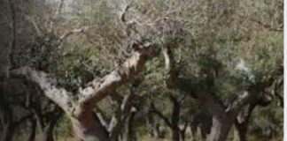 Al via il monitoraggio 2026 per la prevenzione e il controllo della Xylella